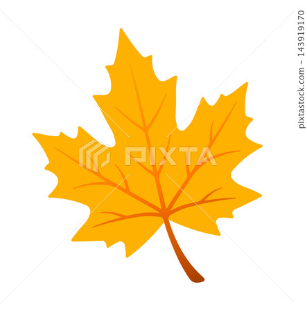 yellow fall maple leaf without background 143919170