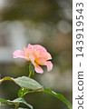 Pink roses blooming in autumn 143919543