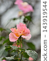 Pink roses blooming in autumn 143919544