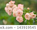Pink roses blooming in autumn 143919545