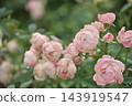 Pink roses blooming in autumn 143919547