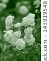 Pink roses blooming in autumn 143919548
