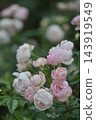 Pink roses blooming in autumn 143919549