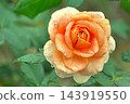 Pink roses blooming in autumn 143919550