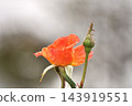 Pink roses blooming in autumn 143919551