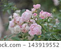Pink roses blooming in autumn 143919552