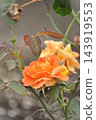 Pink roses blooming in autumn 143919553