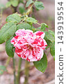 Pink roses blooming in autumn 143919554