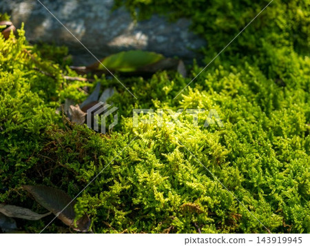 一隻鶺鴒走在苔蘚上 一隻鶺鴒走在苔蘚上 143919945