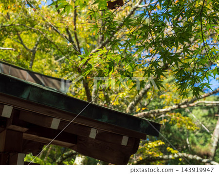 神社和秋葉的鳥居 神社和秋葉的鳥居 143919947