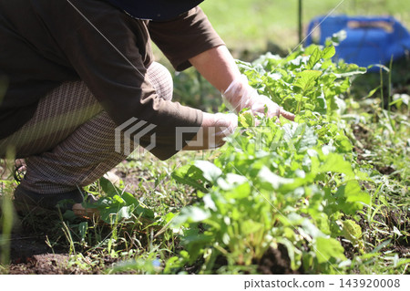 Woman harvesting radish Woman harvesting radish 143920008