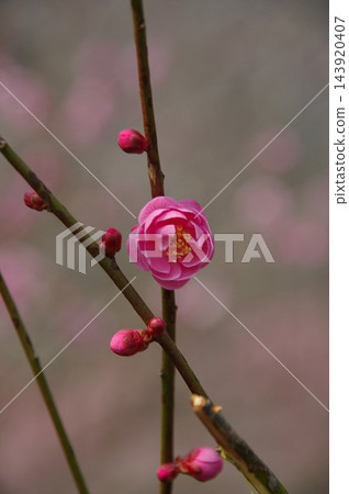 重瓣李樹(薔薇科李屬) 重瓣李樹(薔薇科李屬) 143920407