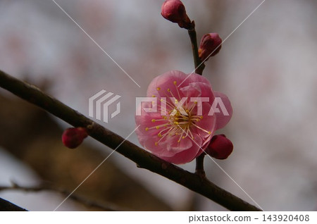重瓣李樹（薔薇科李屬） 143920408