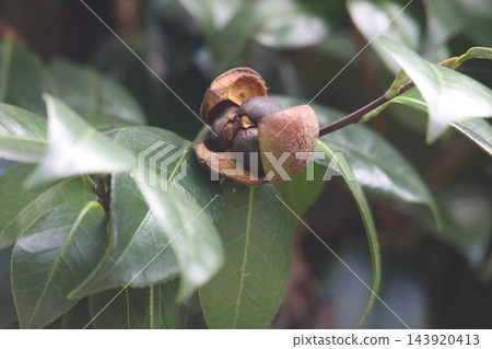 山茶花果實隨風搖曳 143920413