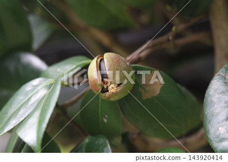 山茶花果實隨風搖曳 山茶花果實隨風搖曳 143920414