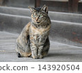 Kijitora cat staring 143920504