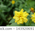 Yellow jiniya flower 143920691