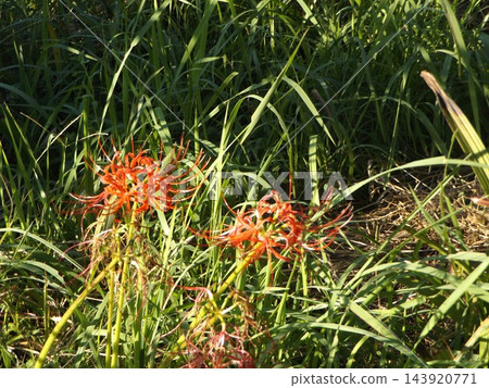 石蒜科大紅花,秋花代表 石蒜科大紅花,秋花代表 143920771