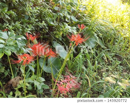 石蒜科大紅花，秋花代表 143920772