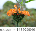 Orange Leonotis flowers 143920840