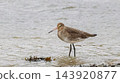 Black-tailed Godwit stands in shallow water searching for food during a quiet afternoon at the wetlands environment in natural daylight conditions. 143920877