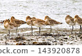 Several birds with long legs stand on a rocky shore near the water. 143920878