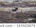 Black and white bird walking across wet mud near a stream during daytime while searching for food in nature. 143920879