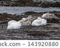 Mute swans and juvenile cygnets resting with heads tucked on a rocky seaweed-covered shoreline by the water 143920880