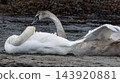 Adult mute swan and young cygnet resting on the muddy bank next to water during the daytime. 143920881