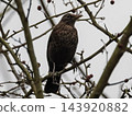 Female common blackbird perched on a bare branch among small red berries against overcast sky 143920882