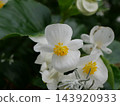 White snow poppy flower 143920933
