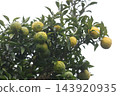 Yuzu fruit that has begun to change color 143920935