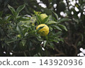 Yuzu fruit that has begun to change color 143920936