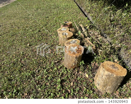 草地上排列著樹樁和樹木年輪。 草地上排列著樹樁和樹木年輪。 143920943