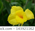 Yellow canna flowers 143921162