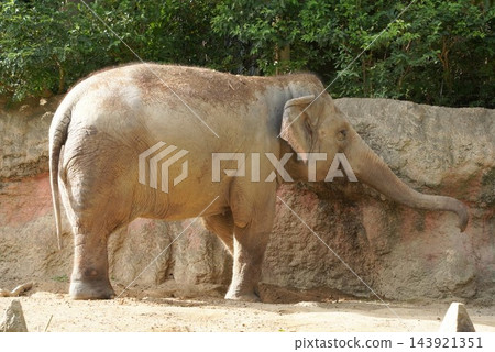 伊東洲森林公園的斯里蘭卡象（亞洲象） 143921351