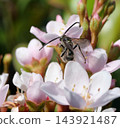 White-striped bees collecting nectar from the flowers of Rhaphiolepis indica. 143921487