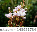 Pink flowers of the Indian hawthorn 143921734