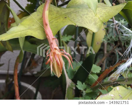 Tsukiyuki的萌芽 Tsukiyuki的萌芽 143921751