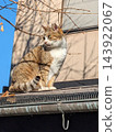 A tabby and white cat looking around on the roof 143922067