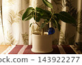 A houseplant in a white pot and sunlight from the window. 143922277