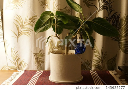 一盆白色花盆裡的盆栽植物，沐浴在窗外的陽光。 143922277