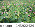 Lotus flower  143922429