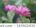 Lotus flower  143922430