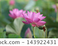 Lotus flower  143922431