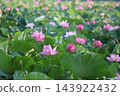 Lotus flower  143922432