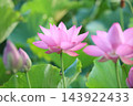 Lotus flower  143922433