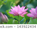 Lotus flower  143922434