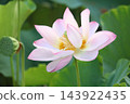 Lotus flower  143922435