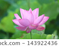Lotus flower  143922436